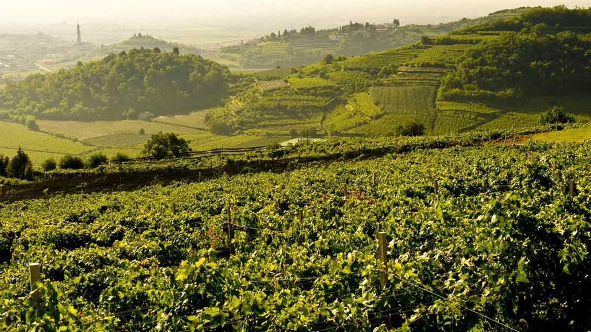 The beautiful, verdant vineyards at Prà