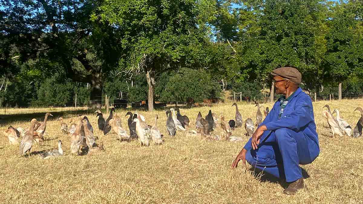 Bug-busting Runner Ducks at Rustenberg