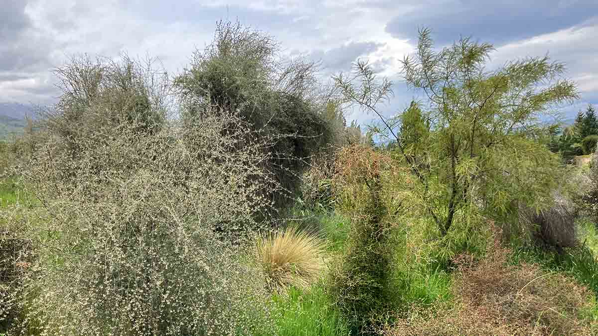 The desired outcome at Felton Road, New Zealand – restoring native trees and shrubs to look like this!