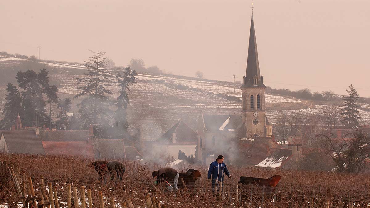 The hard and unsung work of winter pruning in Santenay, Burgundy ©Jon Wyand