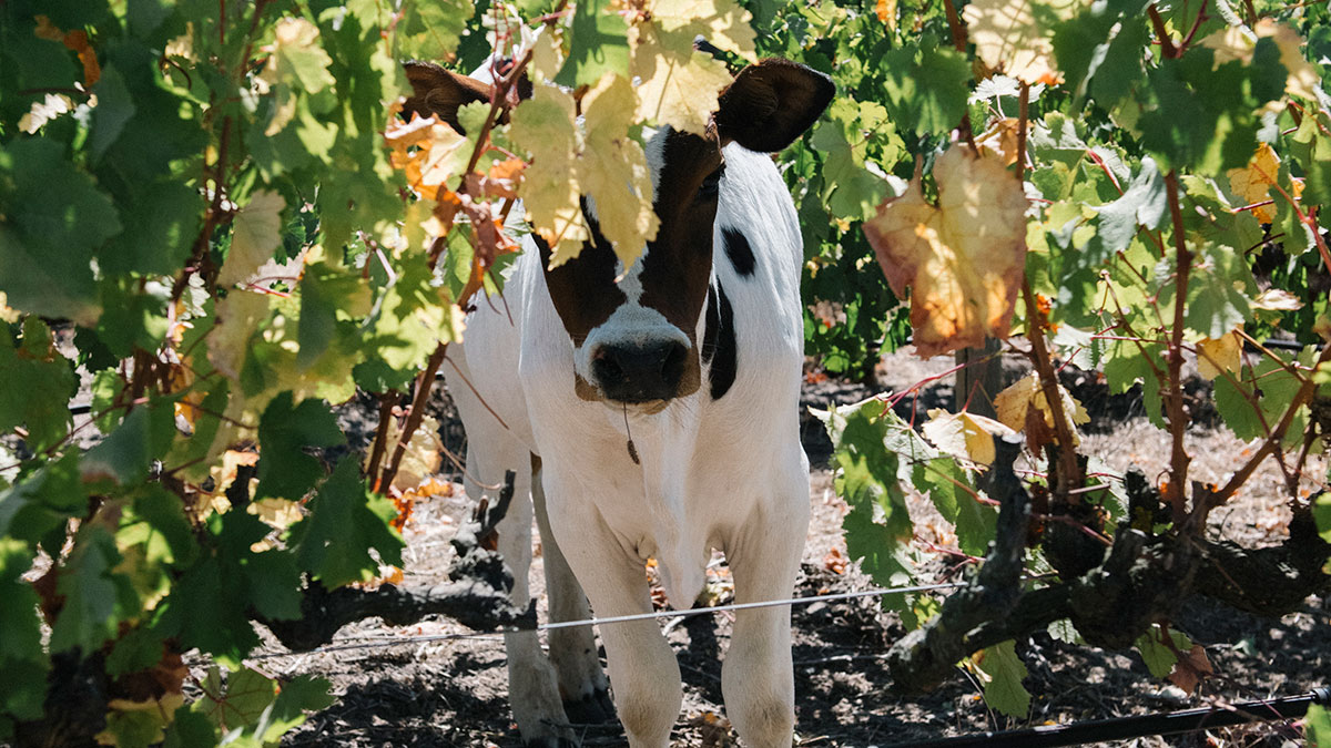 Cow