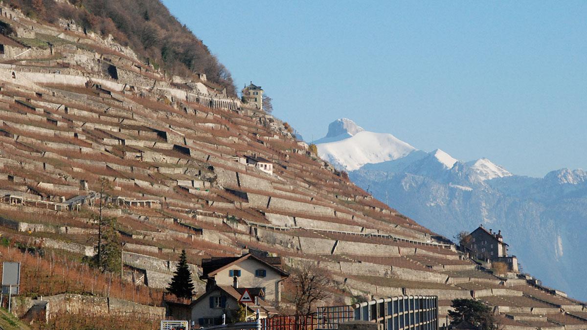 Highest vineyards