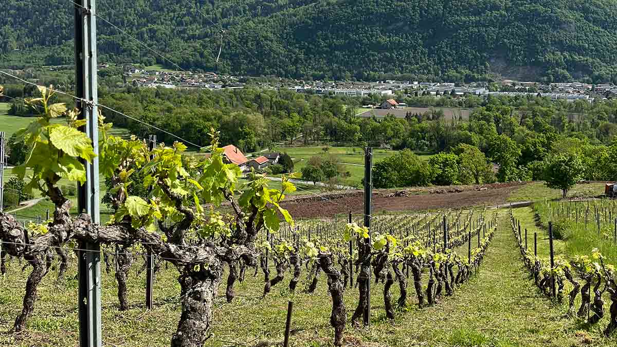 Alphine vineyards