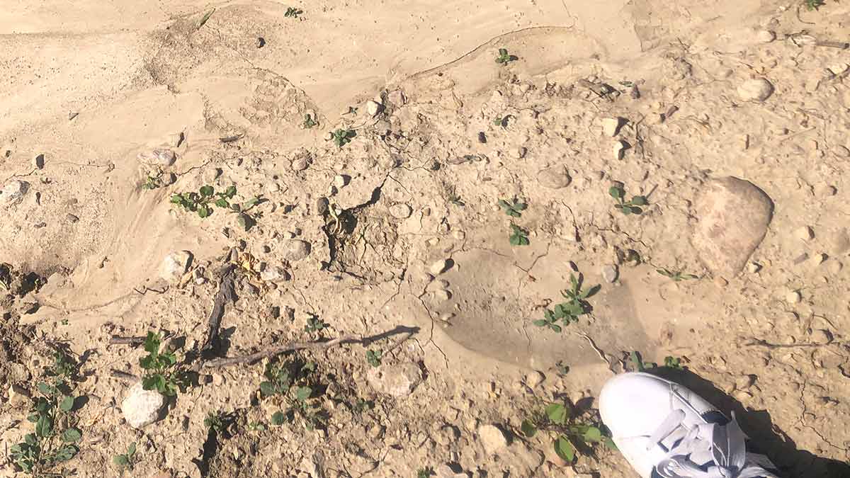 Concrete vineyard – Sandra Bravo’s tips on how not to manage your soil