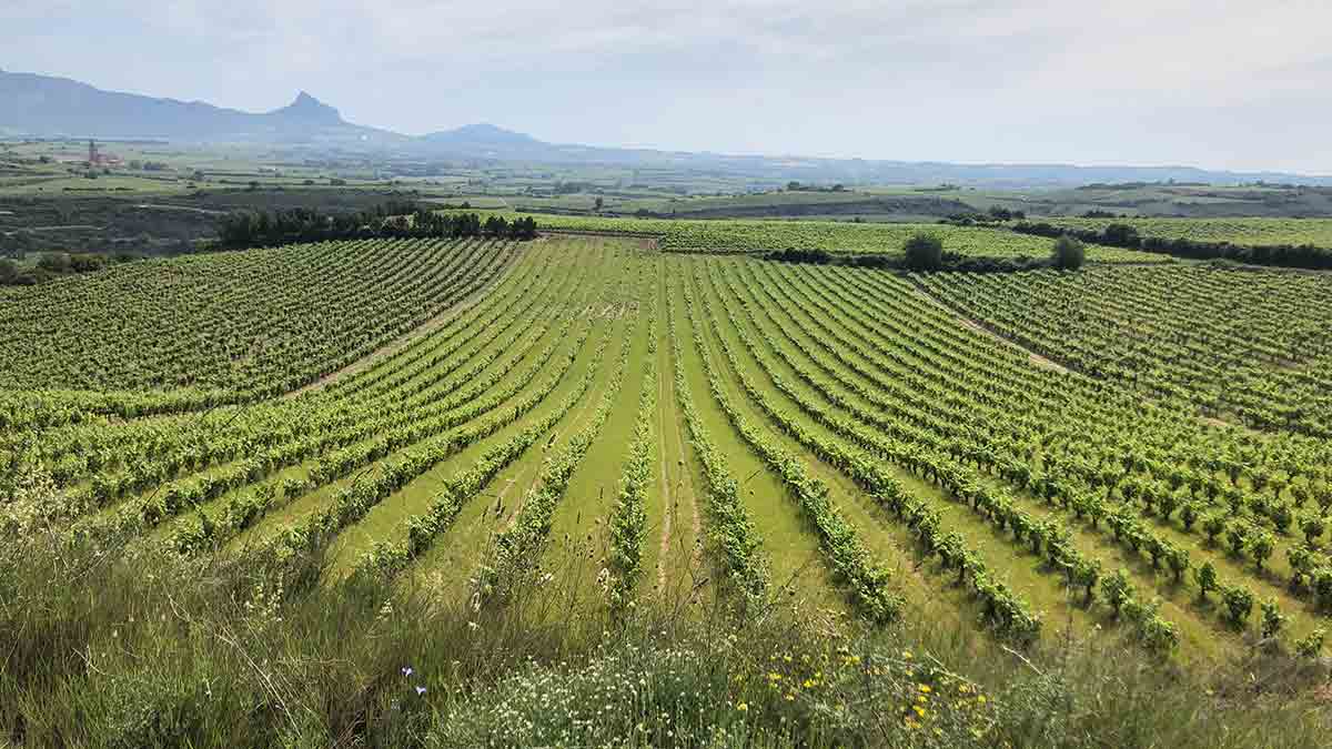 Cosme Palacio’s vineyards show how Rioja can adapt to a changing world