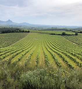 Cosme Palacio’s vineyards show how Rioja can adapt to a changing world