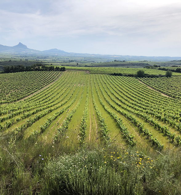 Cosme Palacio’s vineyards show how Rioja can adapt to a changing world