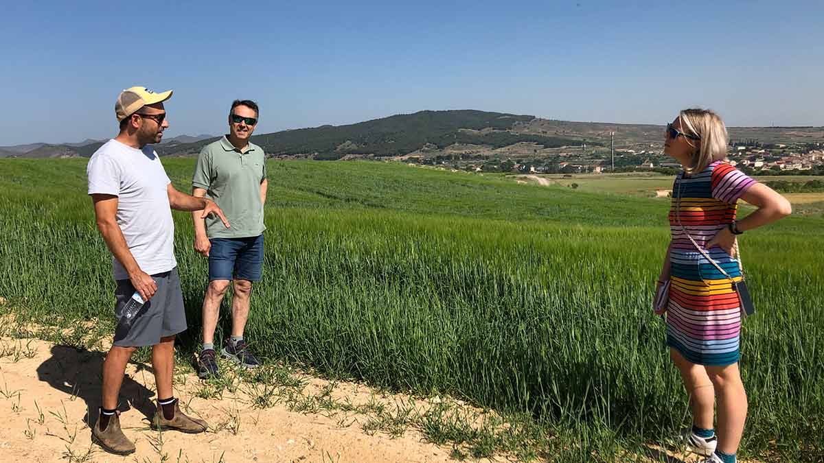 Xabi’s future vineyard planted with barley, to prepare the soil
