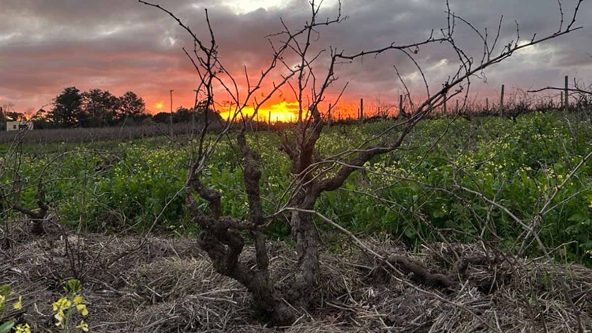 Vineyard aura