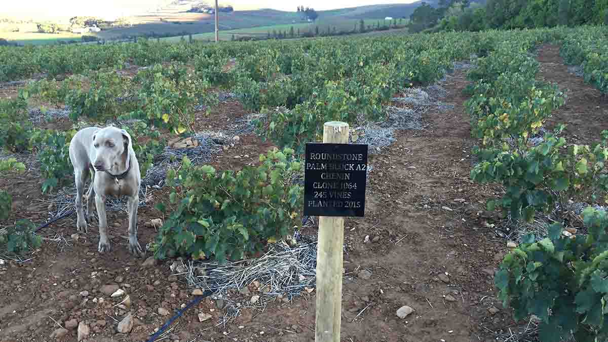 Dog in the vineyard