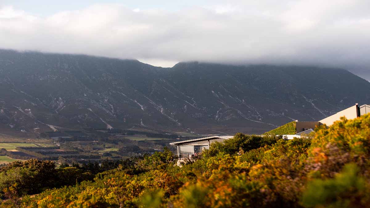 Newton Johnson vineyards