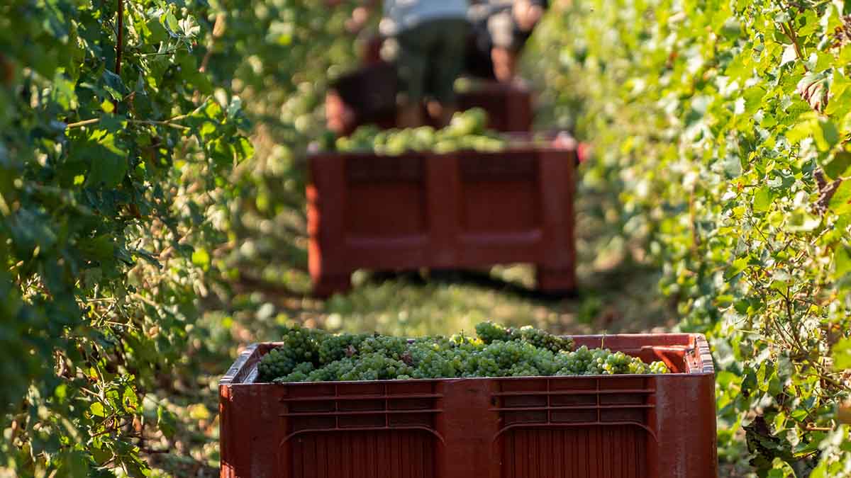 Harvest