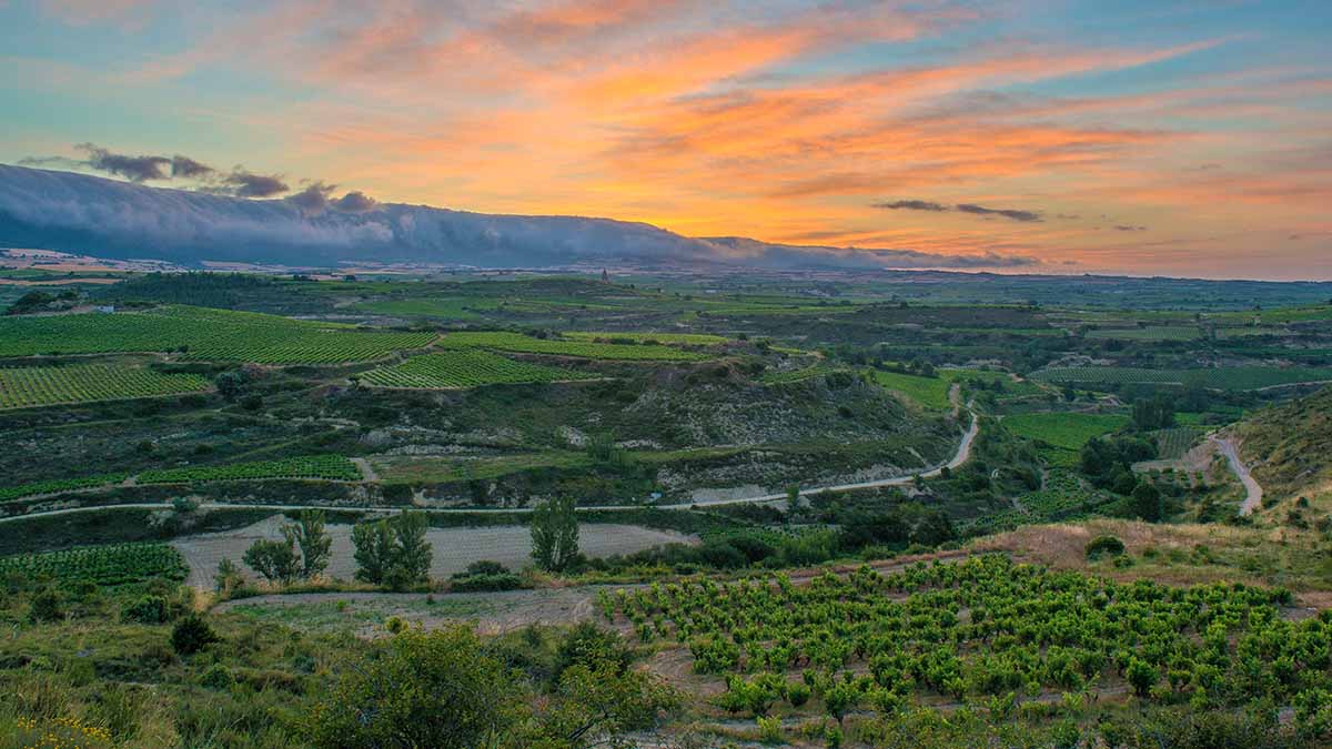 Bodegas Cosme Palacio