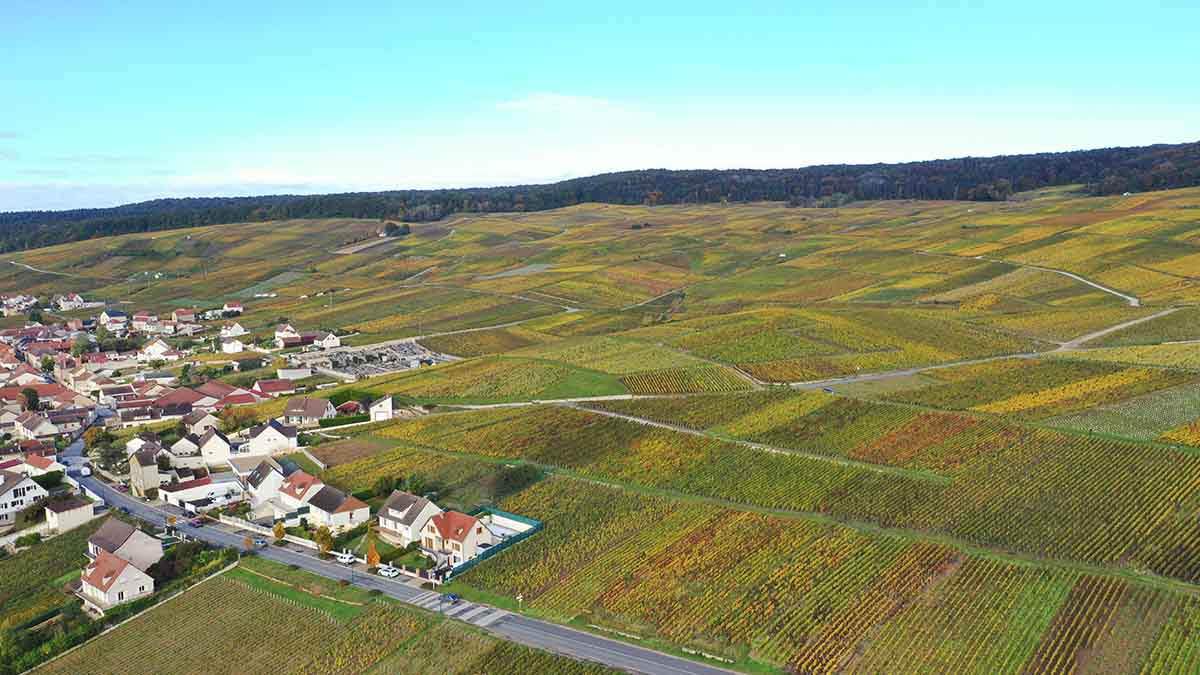 Premier cru vineyards