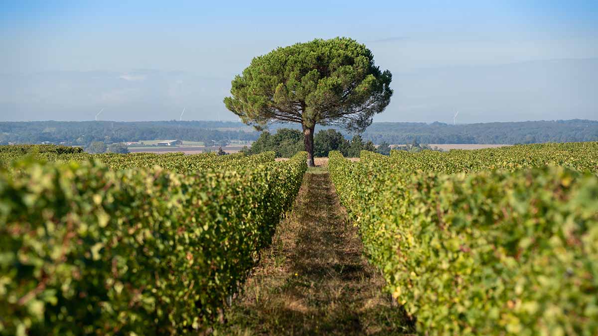 versatile chenin blanc grape