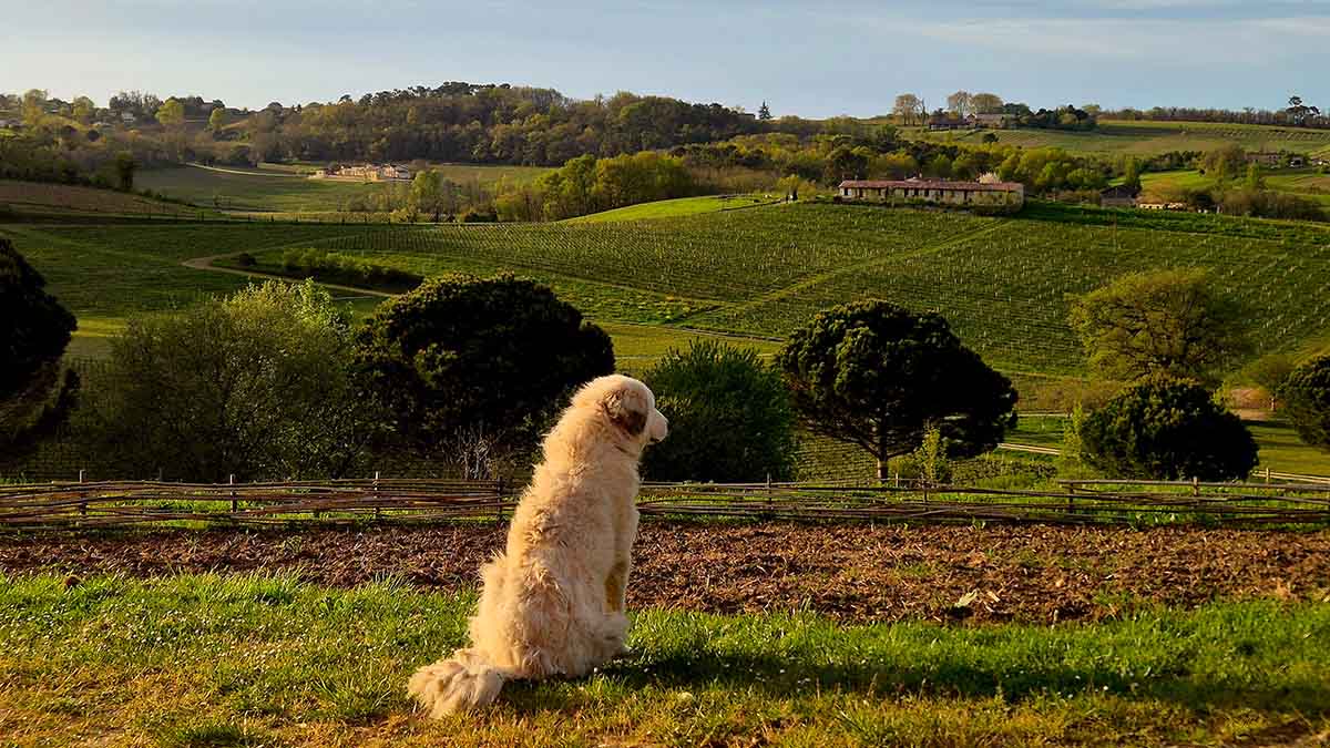 Dog surveying the vineyards