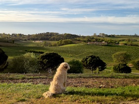 Ch de la Grave Pioneers dog surveying the vineyards