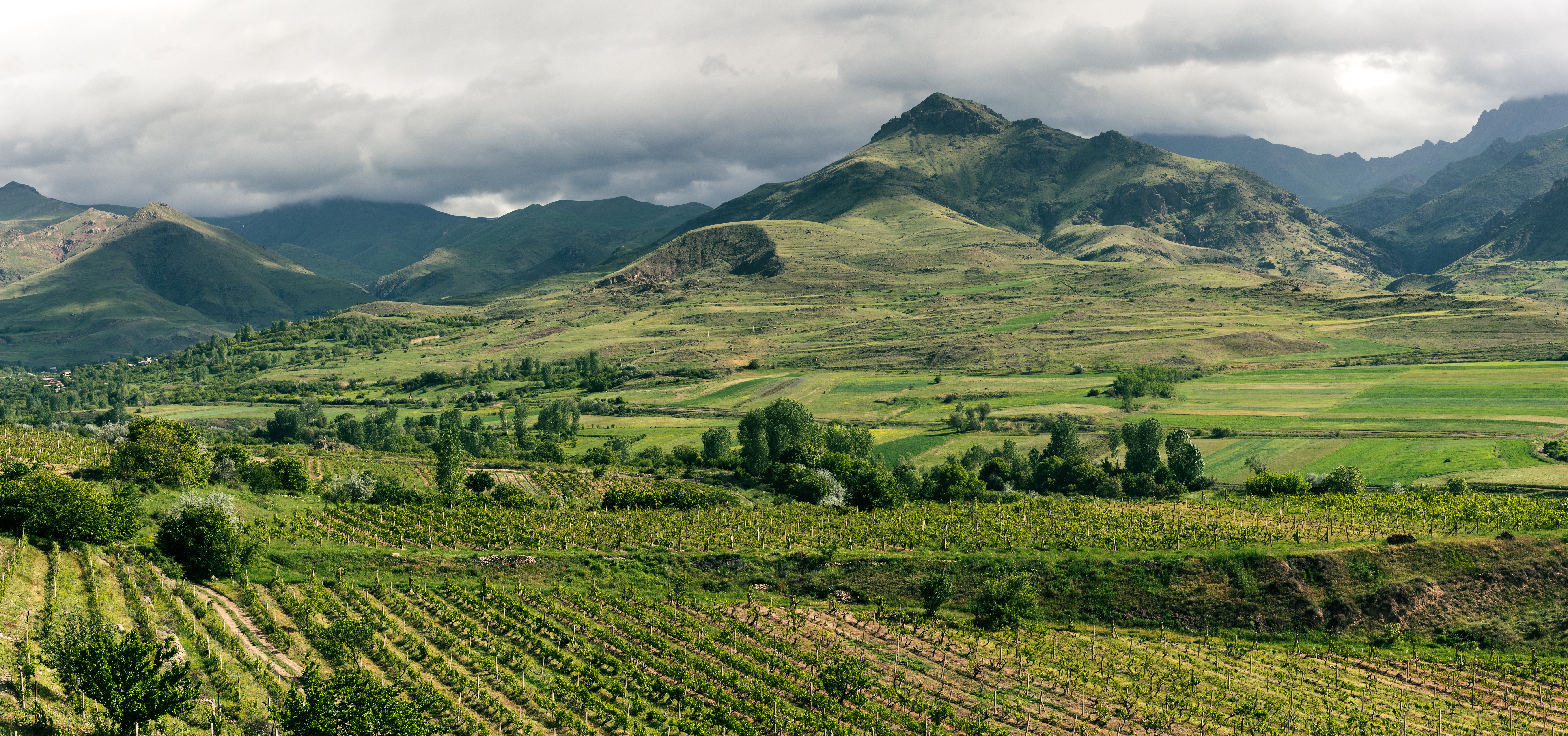 Hero ungrafted old vines