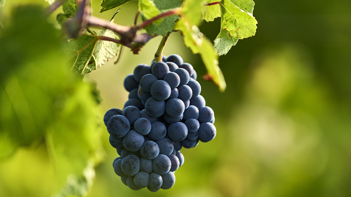 Grapes
