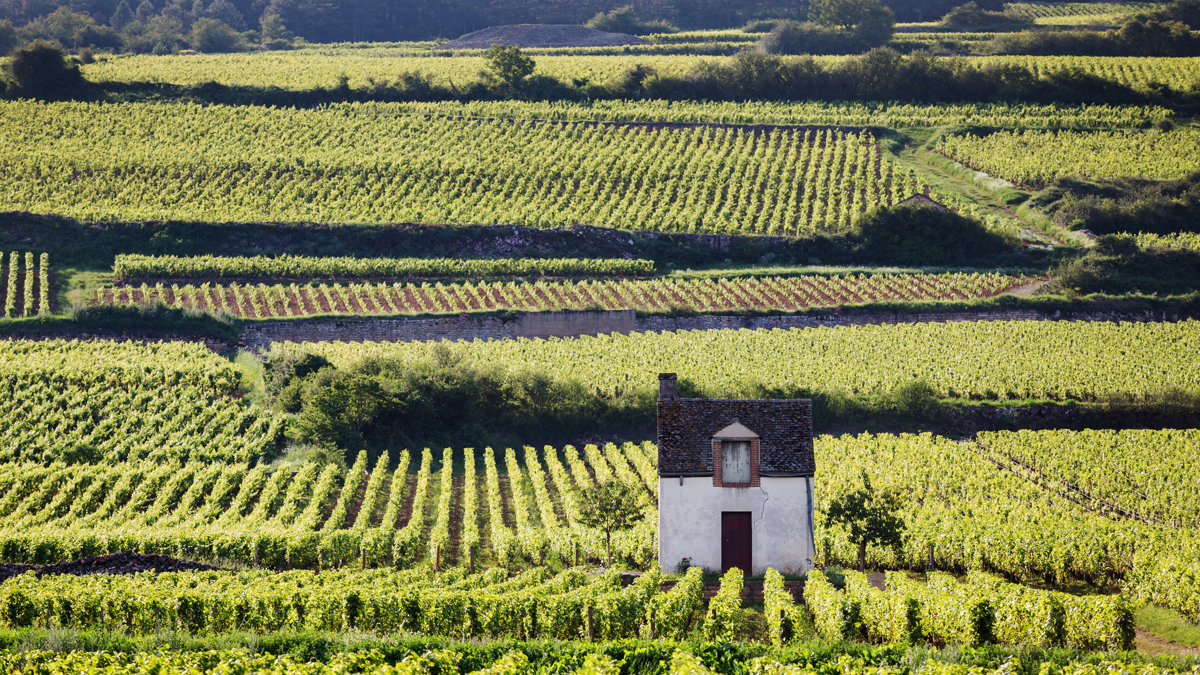 Vineyard patchwork