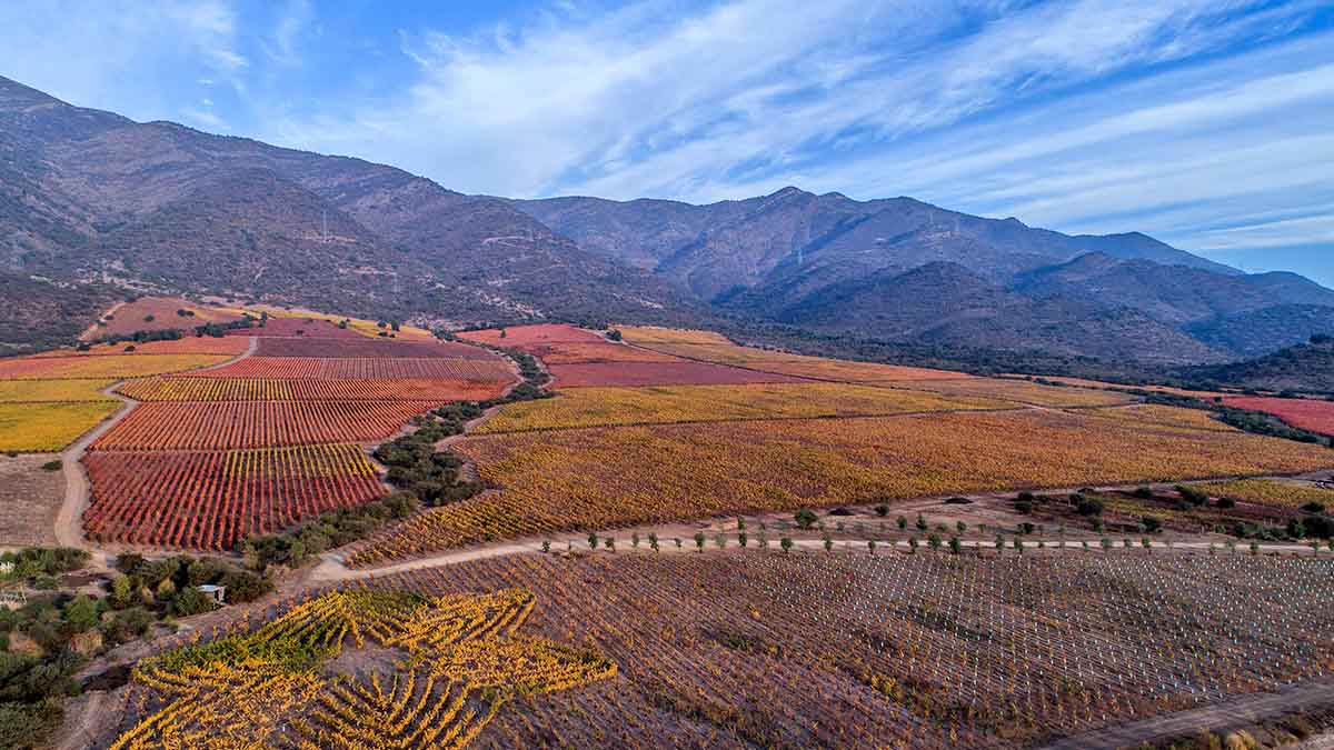 Vineyard patchwork