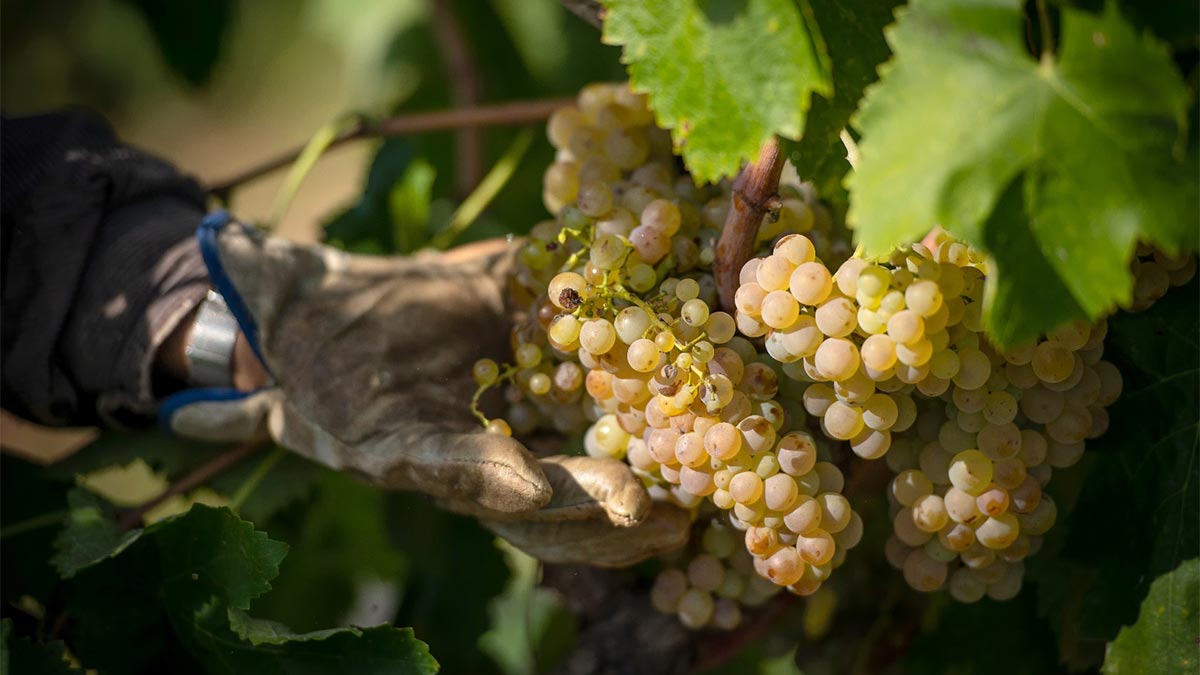 Healthy grapes bodega