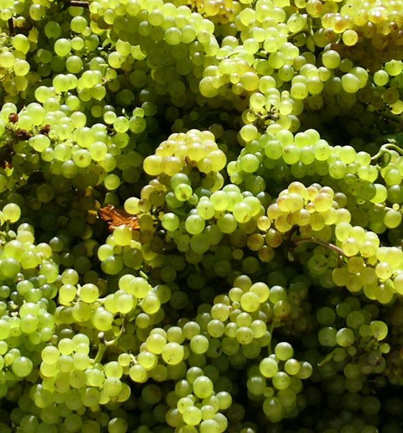 Chardonnay Kumeu