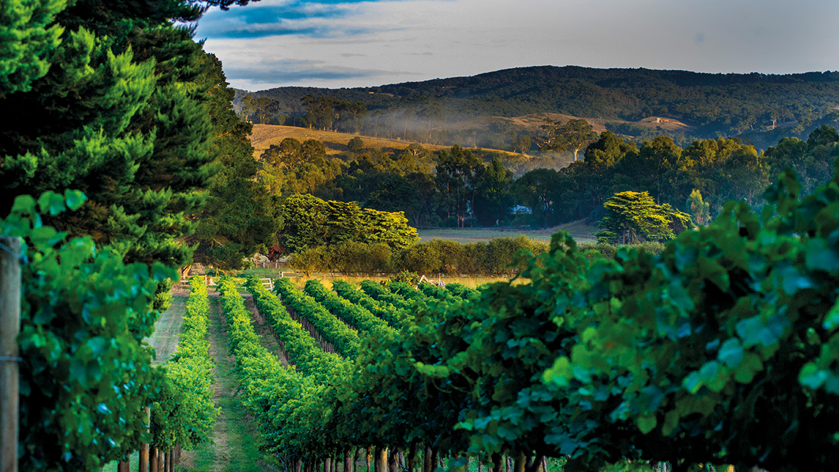 Outside of France the grape has dug its roots deepest in Australia