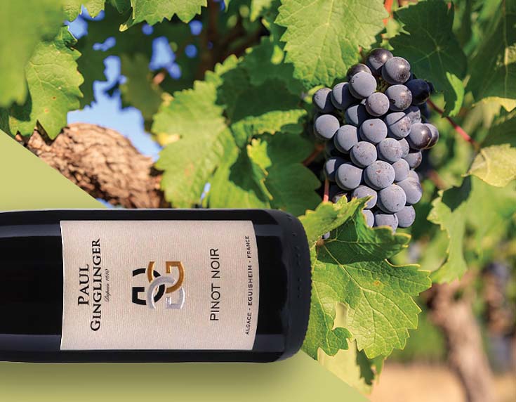 The rise of pinot noir