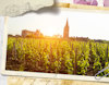 Bordeaux