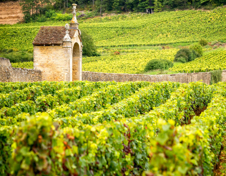 Burgundy wines