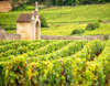 Burgundy wines view 1