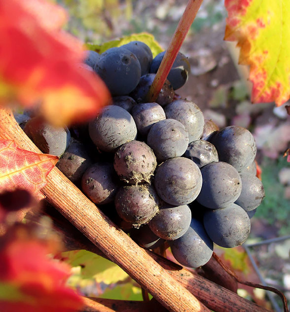 Pinot noir: why our buyers love the heartbreak grape