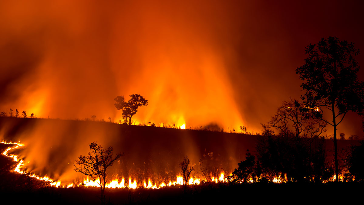 Wild fires
