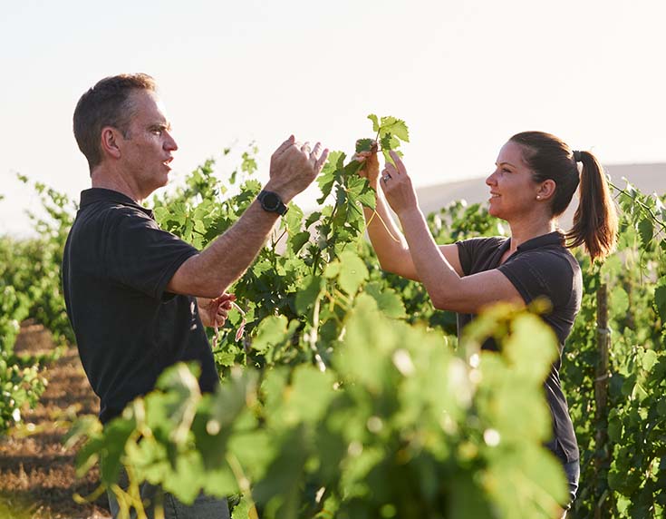 On Trend Regions: Swartland