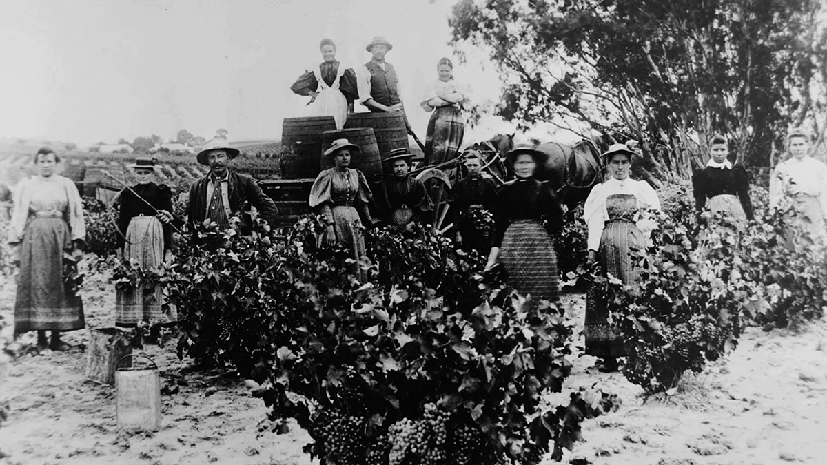 Langmeil’s historic shiraz