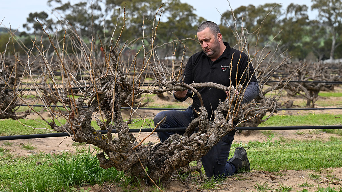 Marco Cirillo pruning his old grenache vines