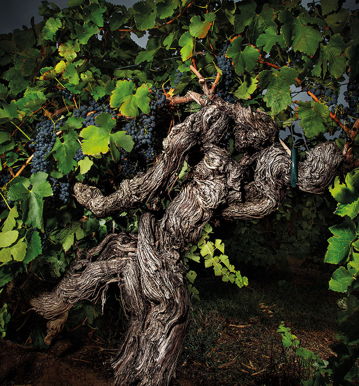Langmeil 1843 Freedom Shiraz Old Vine