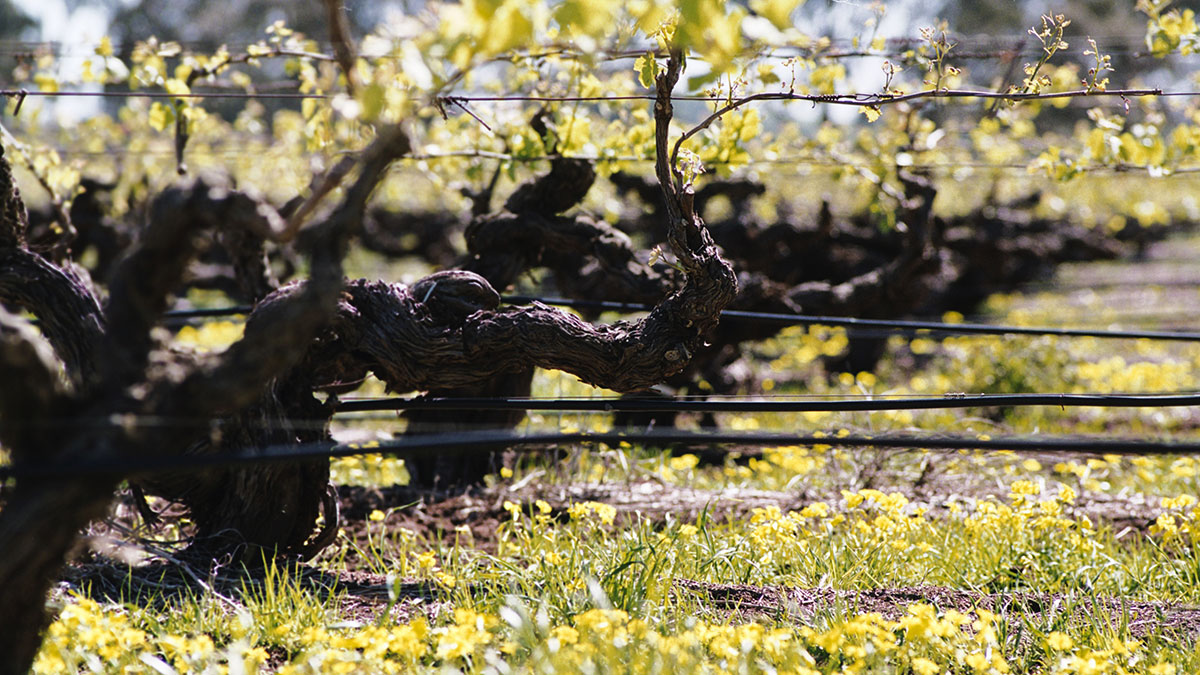 Ancestor vines
