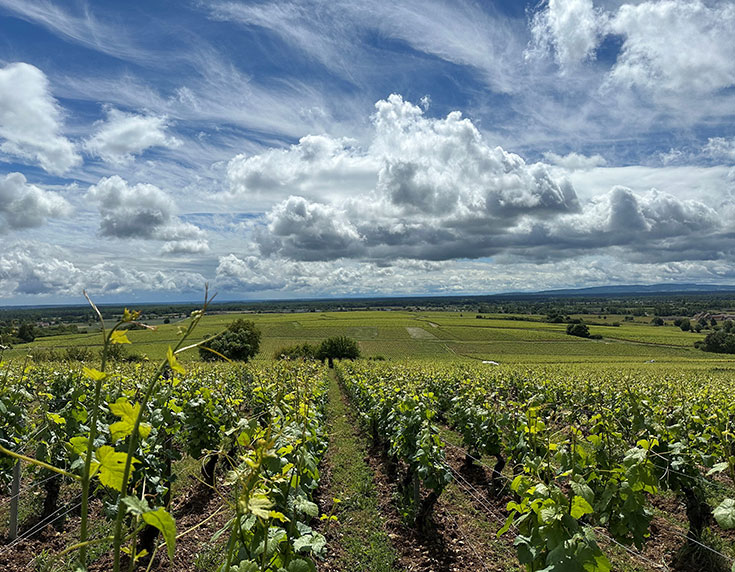 White Beaujolais