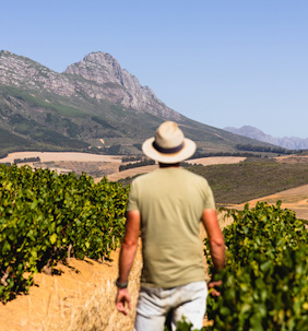 The ultimate guide to South African wine