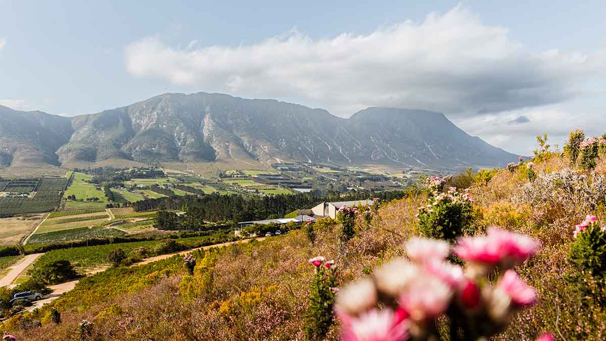 Our most exciting South Africa selection yet!