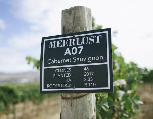 An introduction to South African cabernet sauvignon
