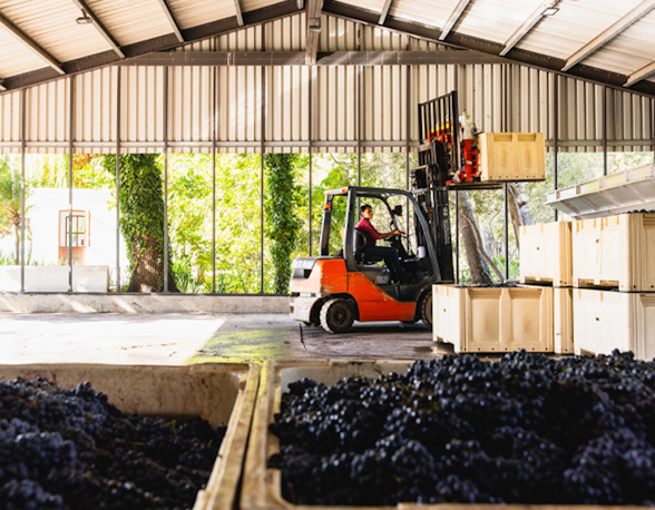An introduction to South African pinotage