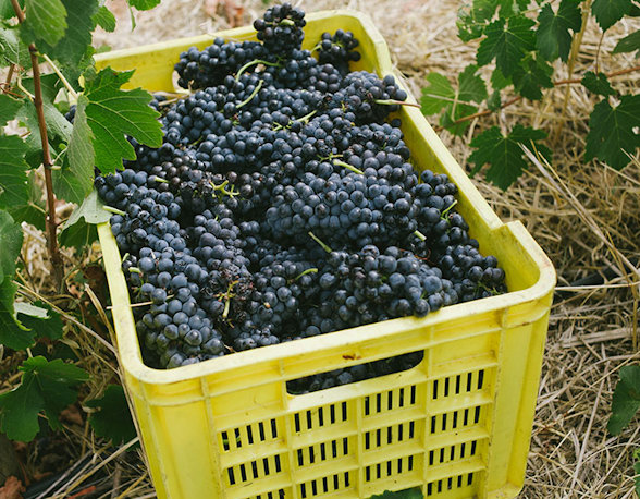 Syrah
