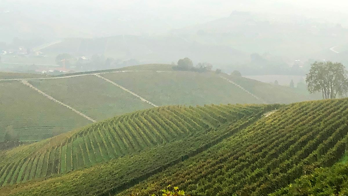 Barol A simple guide to Barolo