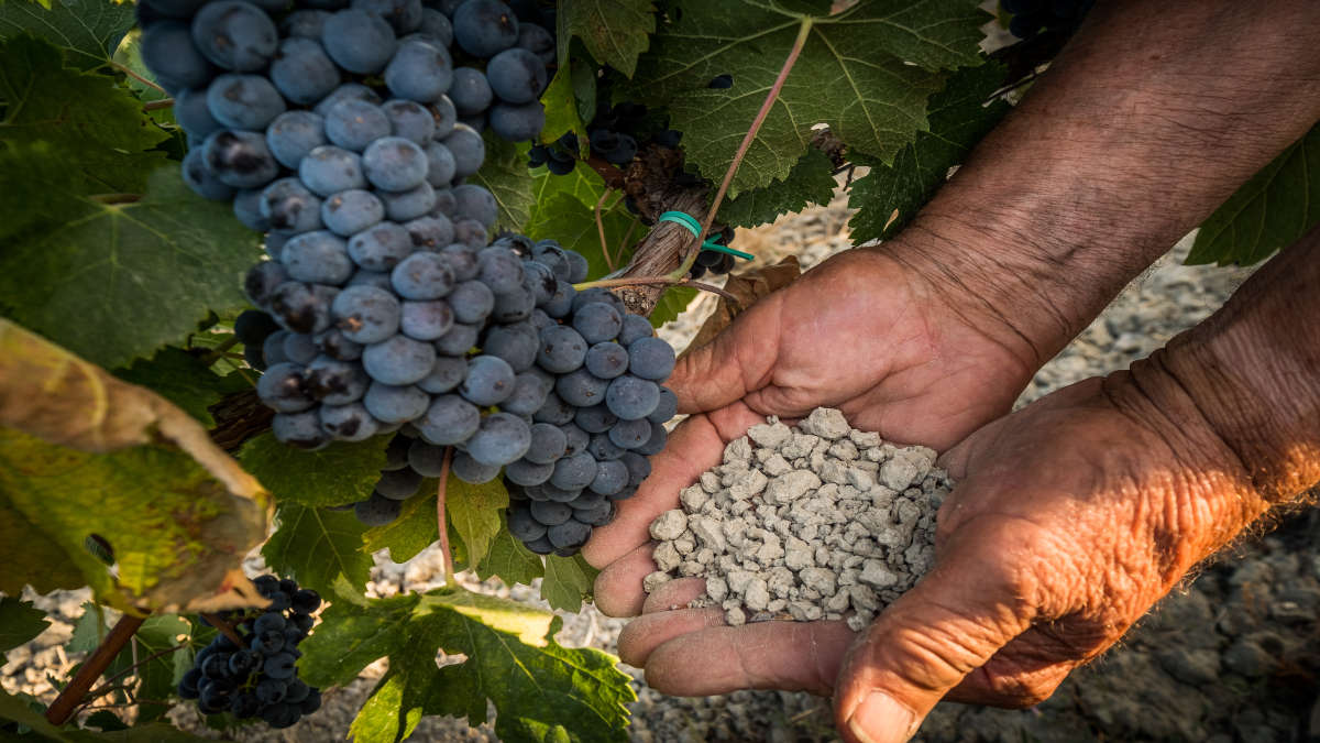 Winemaking: The Importance of the Soil