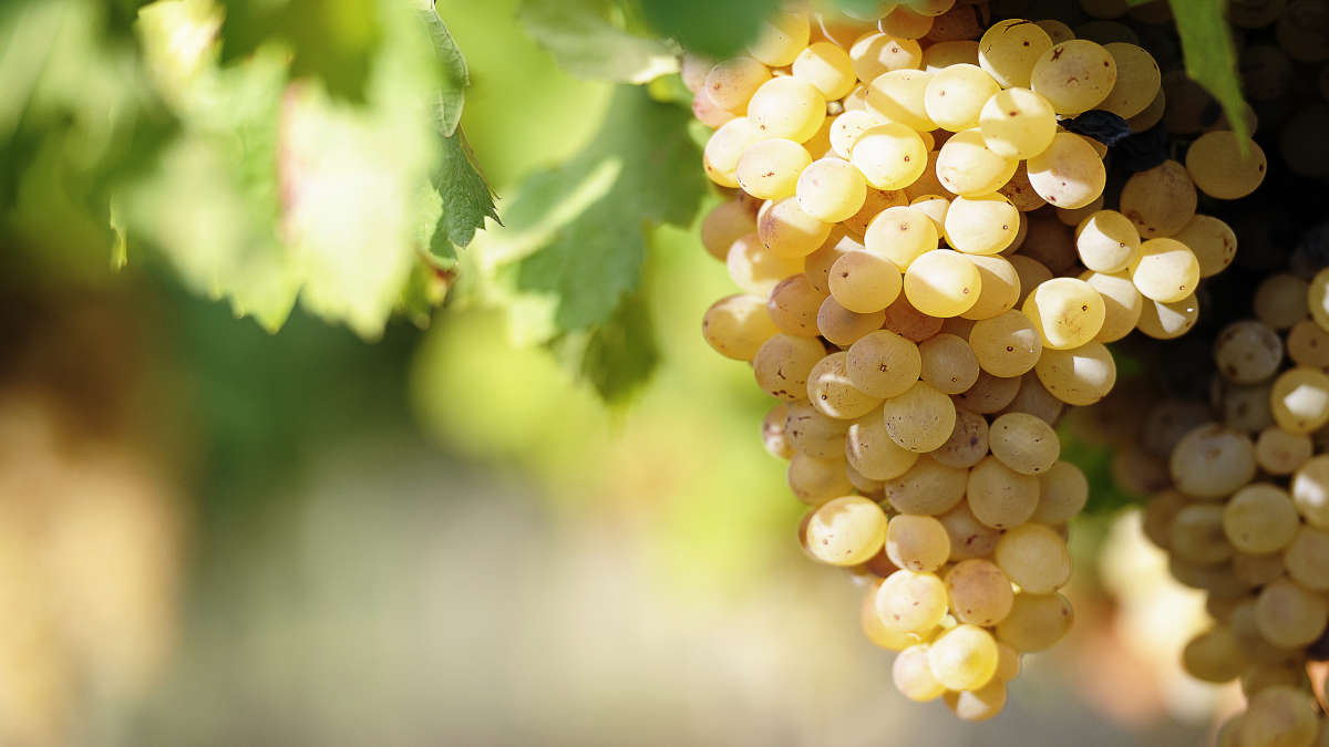 Albariño: The Ultimate Wine Grape Guide | The Wine Society
