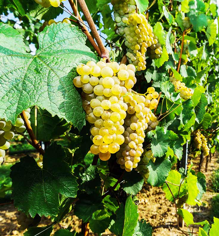 Muscat Mead Muscat, A Tale Of Diversity And Fragrance | The Wine Society