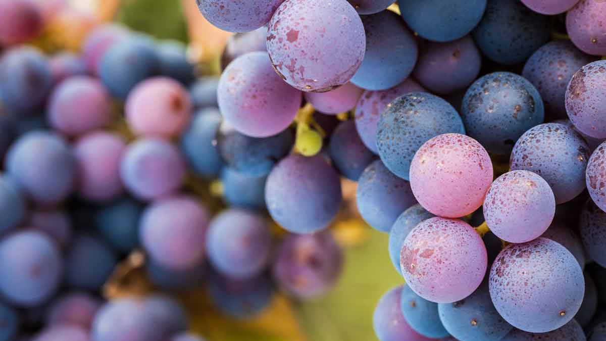 Picking grapes early to control alcohol can lead to under-developed tannins and un-balanced wines